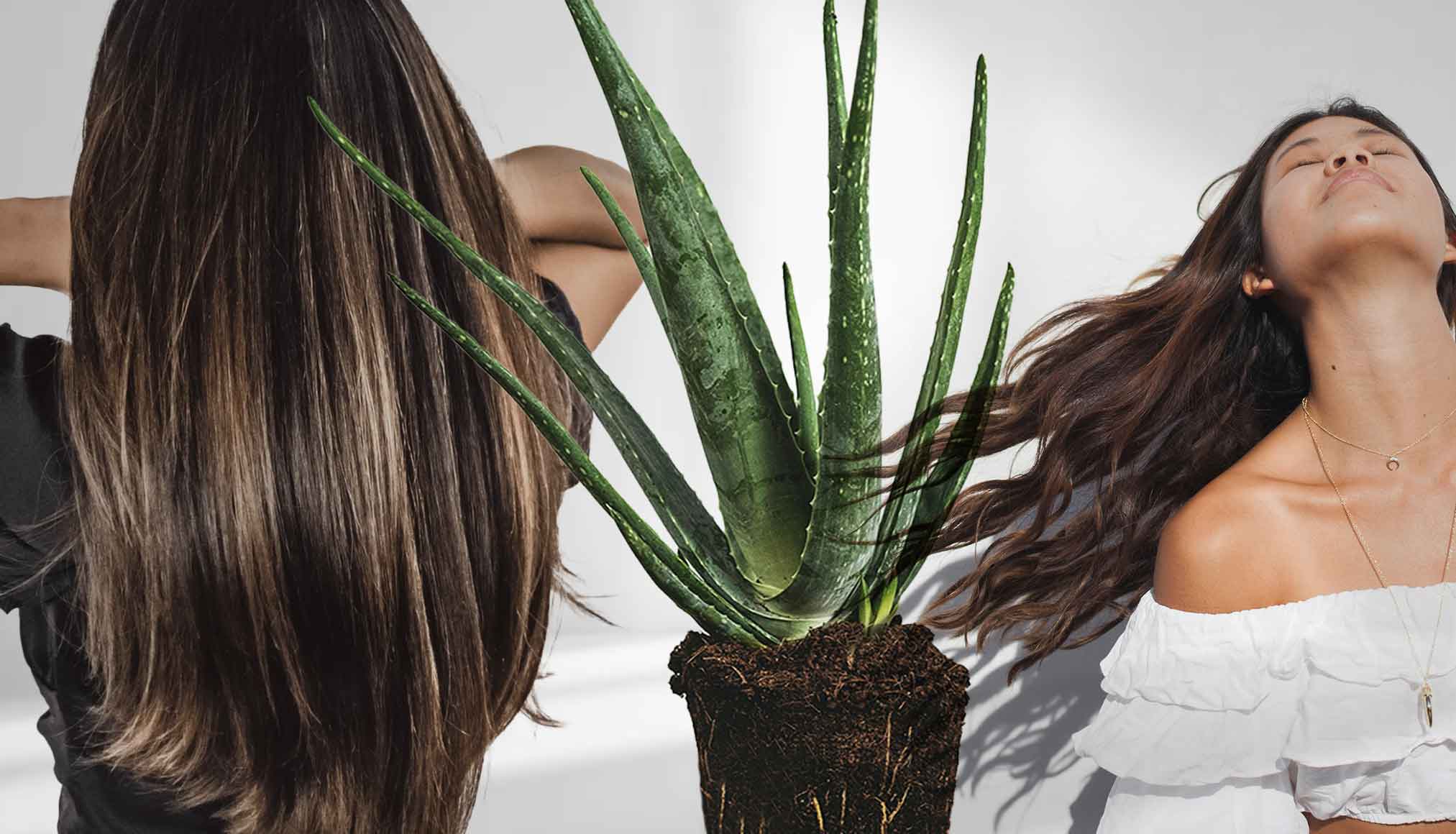 5 Key Benefits & the Power of Aloe Vera for Healthy, Beautiful Hair